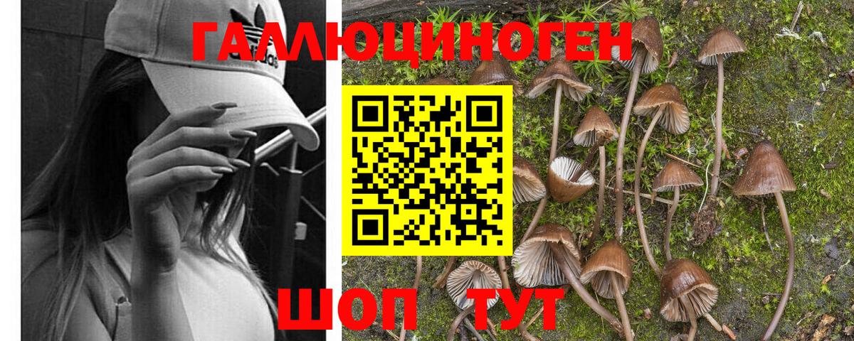 Псилоцибиновые грибы GOLDEN TEACHER Грозный